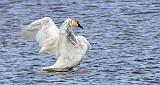 Stretching Swan_DSCF6059